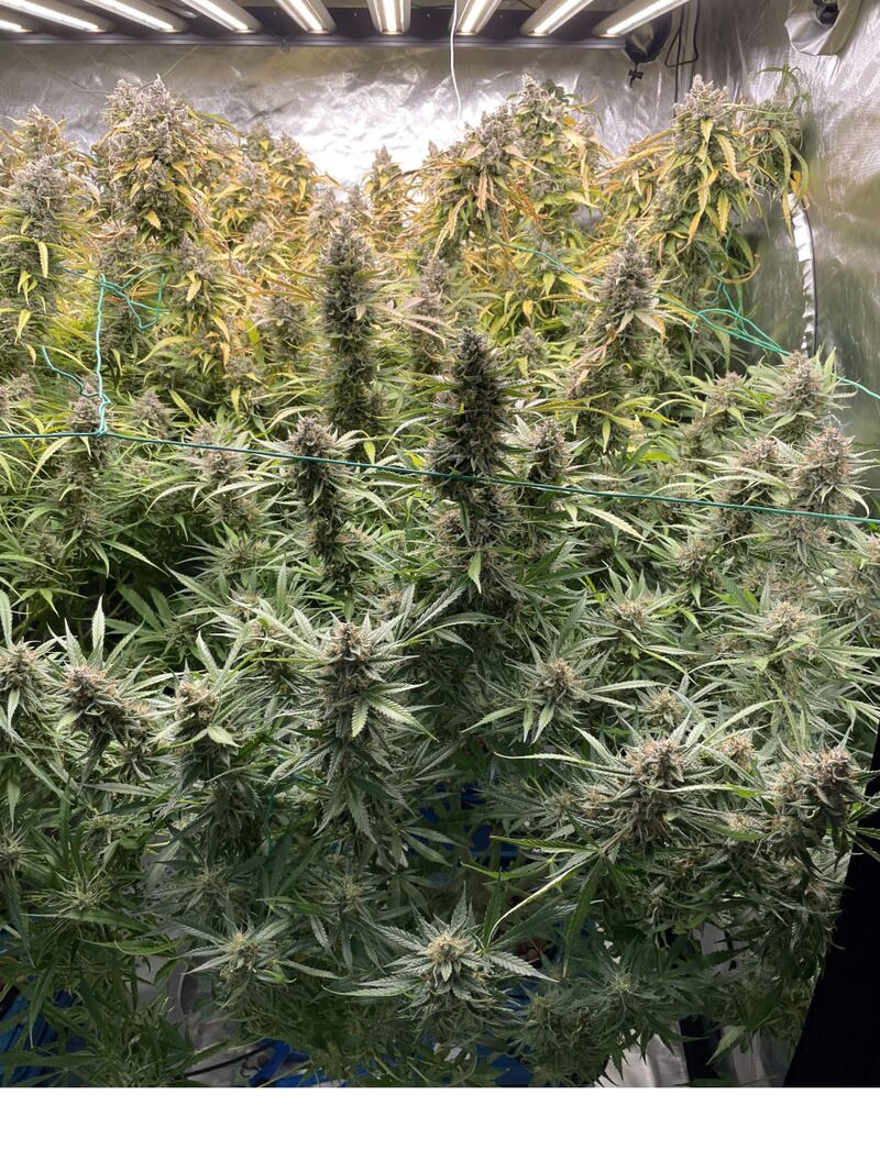 Lilac Diesel Auto RBX2, Фасовка: 6, изображение 4